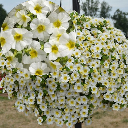 Calibrachoa 'Calita® Compact White Yellow Eye' - Puispetuunia 'Calita® Compact White Yellow Eye'